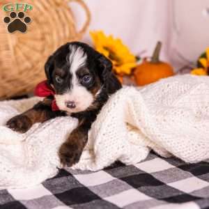 Hercules, Bernedoodle Puppy
